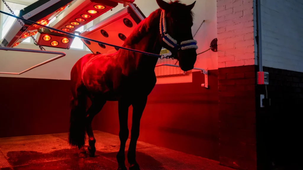 Valuable horse standing safely inside a secure stable with perimeter fencing and security lighting.